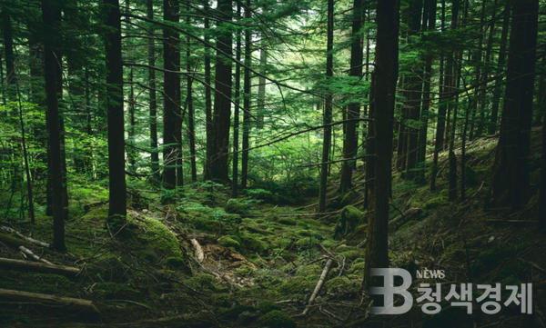 아마존, 온난화‧삼림벌채로 이산화탄소 배출량이 흡수량 넘어서
