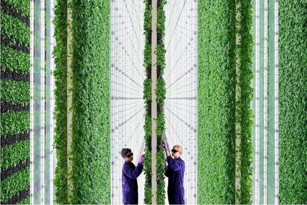 도시 농업을 위한 수직 농장