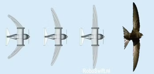 칼새에서 영감 얻어 개발된 '로보스위프트'  [사진=AVGEEK] 