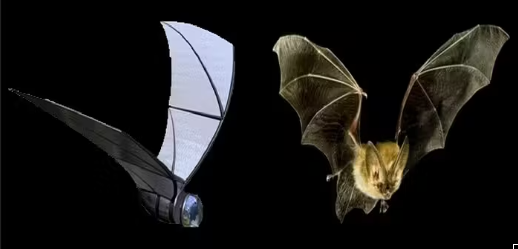 박쥐에서 영감받은 '컴배트(COM-BAT)' 이미지 [사진=AVGEEK]