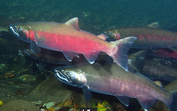 코호 연어 [사진=Roger Tabor/USFWS]