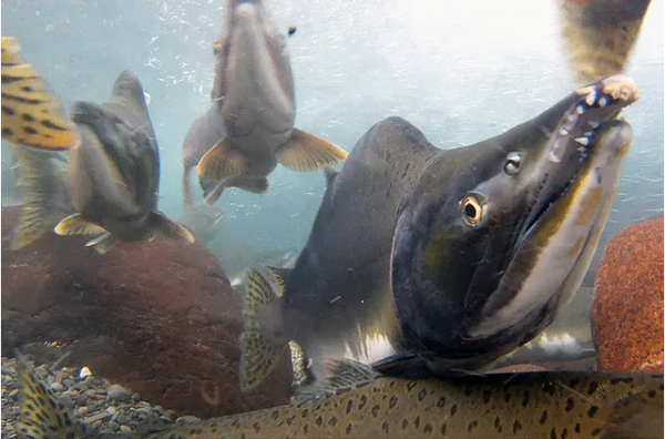 핑크 연어 [사진=NOAA]
