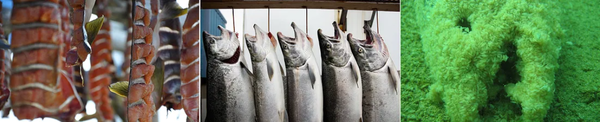 (왼쪽부터) 말린 연어. [사진=A.R. Nanouk] | 이젬벡 국립야생보호구역에서 잡힌 코호 연어. [사진=Lisa Hupp/USFWS] | 양서류가 죽은 코호 연어를 먹어치우는 장면을 통해 재광물화(remineralization)를 알 수 있다. 알래스카 치니악 베이의 버스킨 강 입구의 10미터 수심에서 촬영했다. 이 연어의 어떤 부분도 남지 않았고, 단지 연어의 형태를 취한 수백만 마리의 양서류만 보인다. [사진=Stephen C. Jewett]