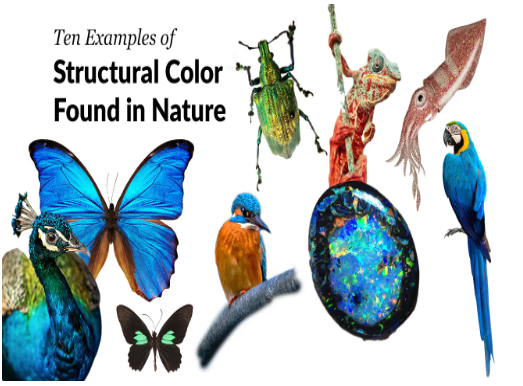 구조색을 가진 동물들[사진=Biomimicry]