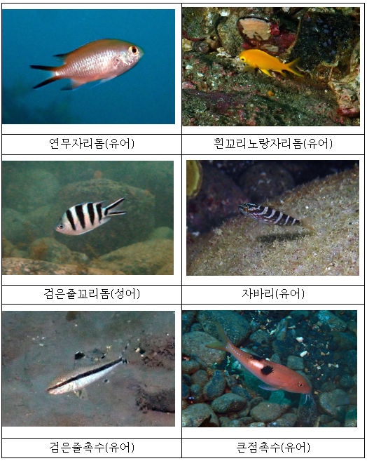 울릉도 연안 해역에서 처음 관찰된 어류 [사진=환경부]