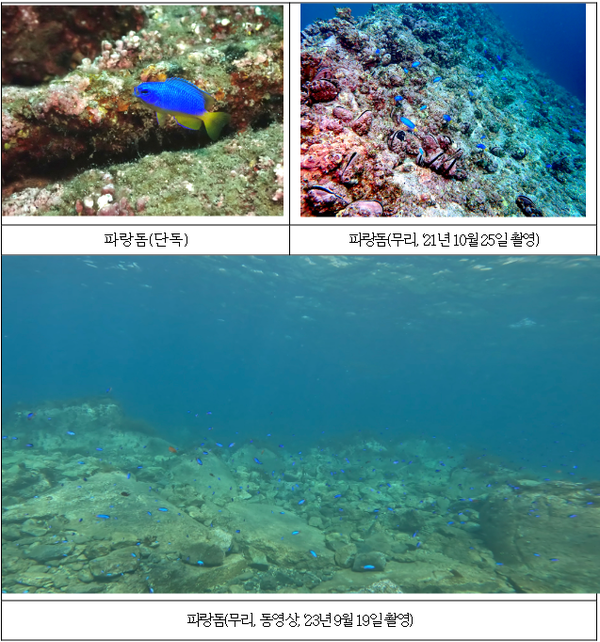 개체수가 급격하게 증가한 열대성 어류 파랑돔 [사진=환경부]