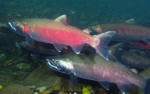 코호 연어 [사진=Roger Tabor/USFWS]