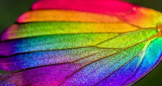 나비 날개의 현란하고 컬러풀한 무지갯빛 구조색 [사진=Biomimicry]