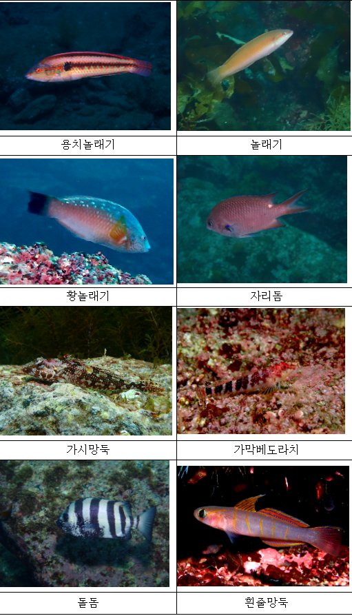 울릉도 바다에서 흔히 관찰되는 대표적 어류 [사진=국립생물자원관]