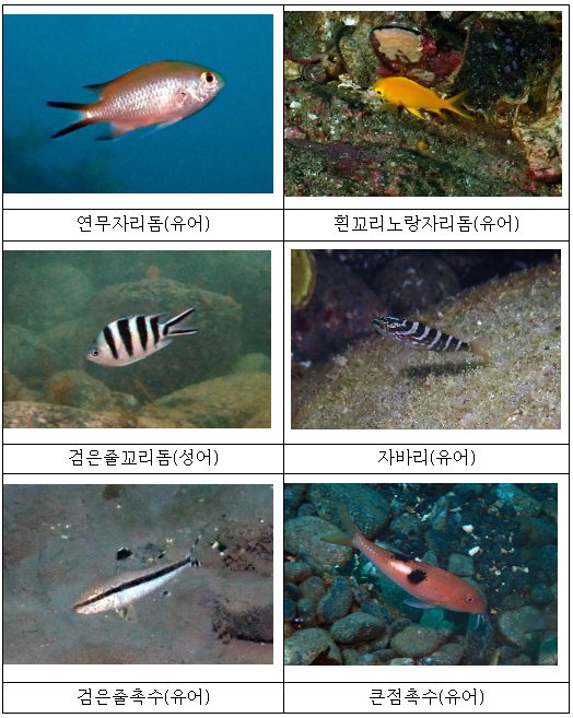 울릉도 연안 해역에서 처음 관찰된 어류 [사진=환경부]