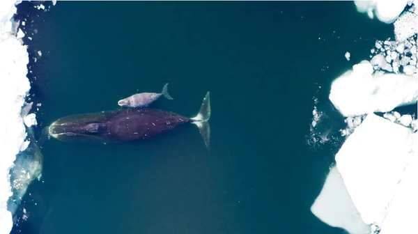 혹등고래는 200년 이상 살 수 있다. [사진=NOAA Fisheries]