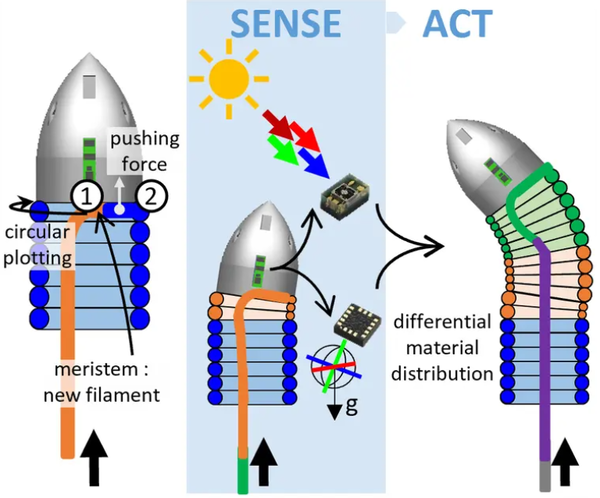 필로봇의 머리 부분 모식도 [그림=Del Dottore et al., Sci. Robot. 9, eadi5908 (2024)]