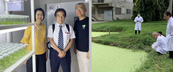 (왼쪽부터) 개구리밥 홀로비온트 자원연구센터에서 개구리밥 홀로비온트 컬렉션을 들고 있는 태국 카세사트대학의 아린팁 탐차이페넷, 도쿄대/사트렙스 프로그램의 나오키 시카조노, 홋카이도 대학의 마사아키 모리카와 교수. 오른쪽 사진은 프로젝트 과학자들이 카세사트대학의 담수 연못에서 생산성이 높은 개구리밥 성장을 조사하고 있는 모습.