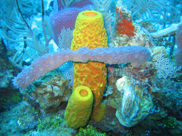 카리브해의 수중 약 18미터에 서식하는 다양한 종의 해면동물들 [사진=NOAA via Wikimedia Commons]