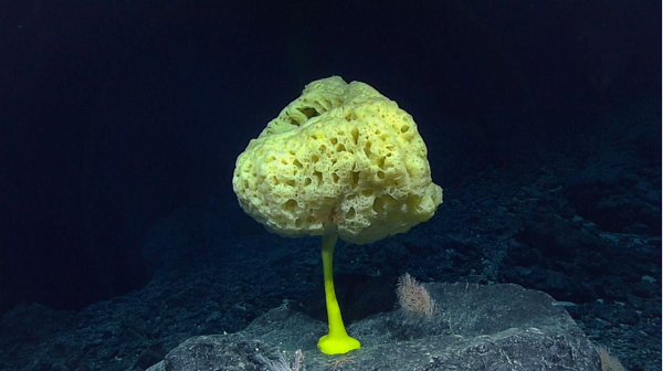 태평양 수중 2,480미터 아래에 있는 노란색 유리 해면 [사진=NOAA Office of Ocean Exploration and Research]