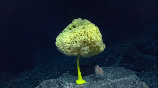 태평양 수중 2,480미터 아래에 있는 노란색 유리 해면 [사진=NOAA Office of Ocean Exploration and Research]