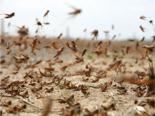 메뚜기 떼는 40억~80억 마리의 개별 곤충으로 구성될 수 있다. [사진=ruvanboshoff via Getty Images]