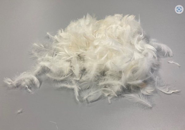 깃털에는 접착제를 제조하는 데 사용할 수 있는 물에 녹지 않는 구조적 단백질인 케라틴이 포함되어 있다. [사진=Fraunhofer IGB]