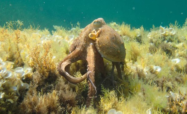이탈리아 해안에서 촬영된 일반적인 문어 [사진=Emanuele Santarelli, iNaturalist]