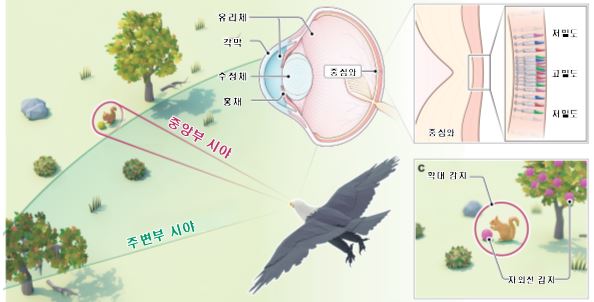 '독수리 눈' 닮은 물체인식 카메라 등장...드론·로봇에 '안성맞춤'