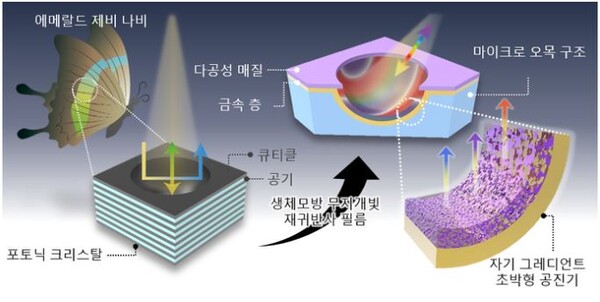 에메랄드 제비나비 모방한 신기한 다중이미지 디스플레이 개발