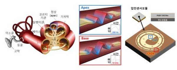 달팽이관 모방 정밀 음향센서 개발...청각보조장치 기술 진화 예고
