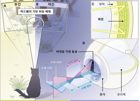 고양이 눈의 구조적 및 기능적 특징. 사진=GIST