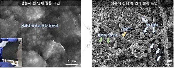 갑오징어 추출 흑색 멜라닌 색소, 친환경 전자필름 시대 앞당긴다