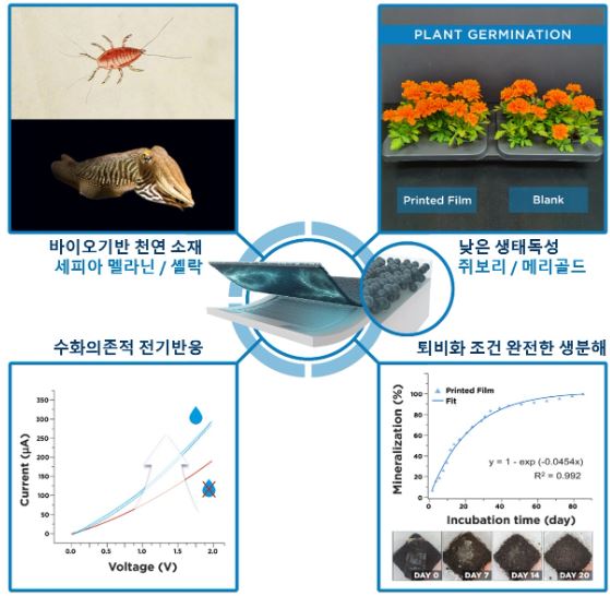 세피아 멜라닌 기반 전기 활성 필름의 생태 독성과 생분해도. 사진=KAIST