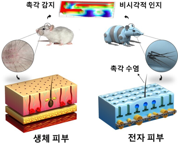 쥐 촉각 구조서 영감받은 혁신적 생체모방 전자피부 구현 성공