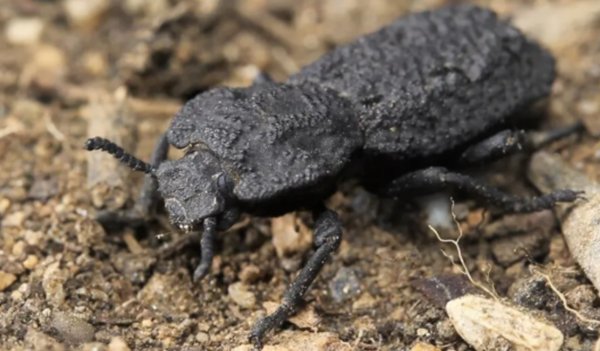 길이 2㎝의 악마의 철갑 딱정벌레(Phloeodes diabolicus)는 날지 못하는 대신 철갑을 떠올리게 하는 강력한 장갑을 둘렀다. 그러나 겉날개에는 어떤 금속성분도 들어있지 않다. 사진=데이비드 키사일러스