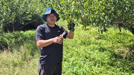 [친환경기술] 광양 유기농 매실, 전남도 6월 친환경농산물로 선정