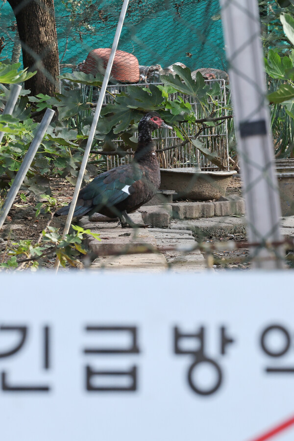 광주 남구 기러기 농장서 조류인플루엔자 발생...긴급 방역 조치
