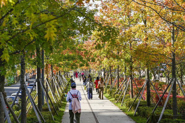 원주시 '치악산 바람길숲' 개통...폐철도 활용 국내 최장 11.3km 도시숲