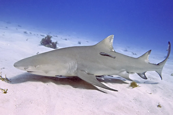 [멸종위기 상어] “화장품 때문에 남획되는 심해상어”